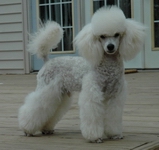 tail dockingfor toy poodle leave it or dock it